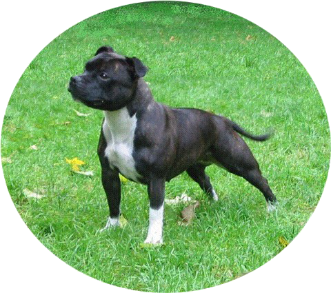 english staffordshire terrier puppies for sale