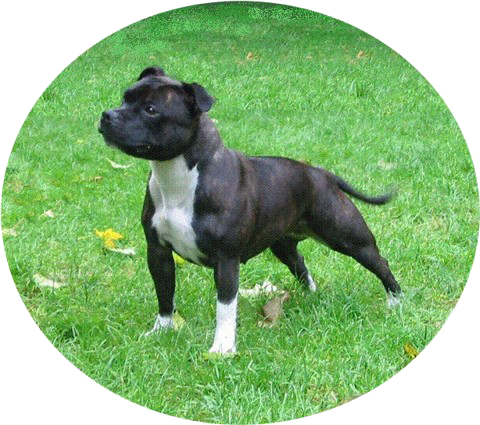 staffordshire bull terrier club of america